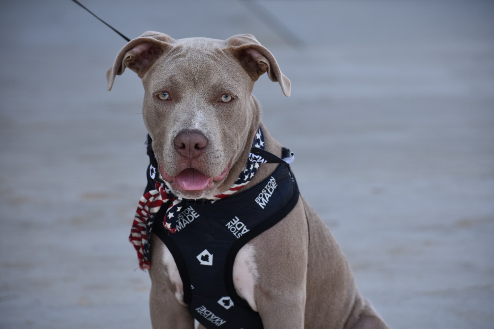 Dog wearing a bandana