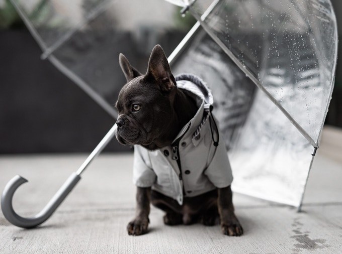 French bulldog in raincoat
