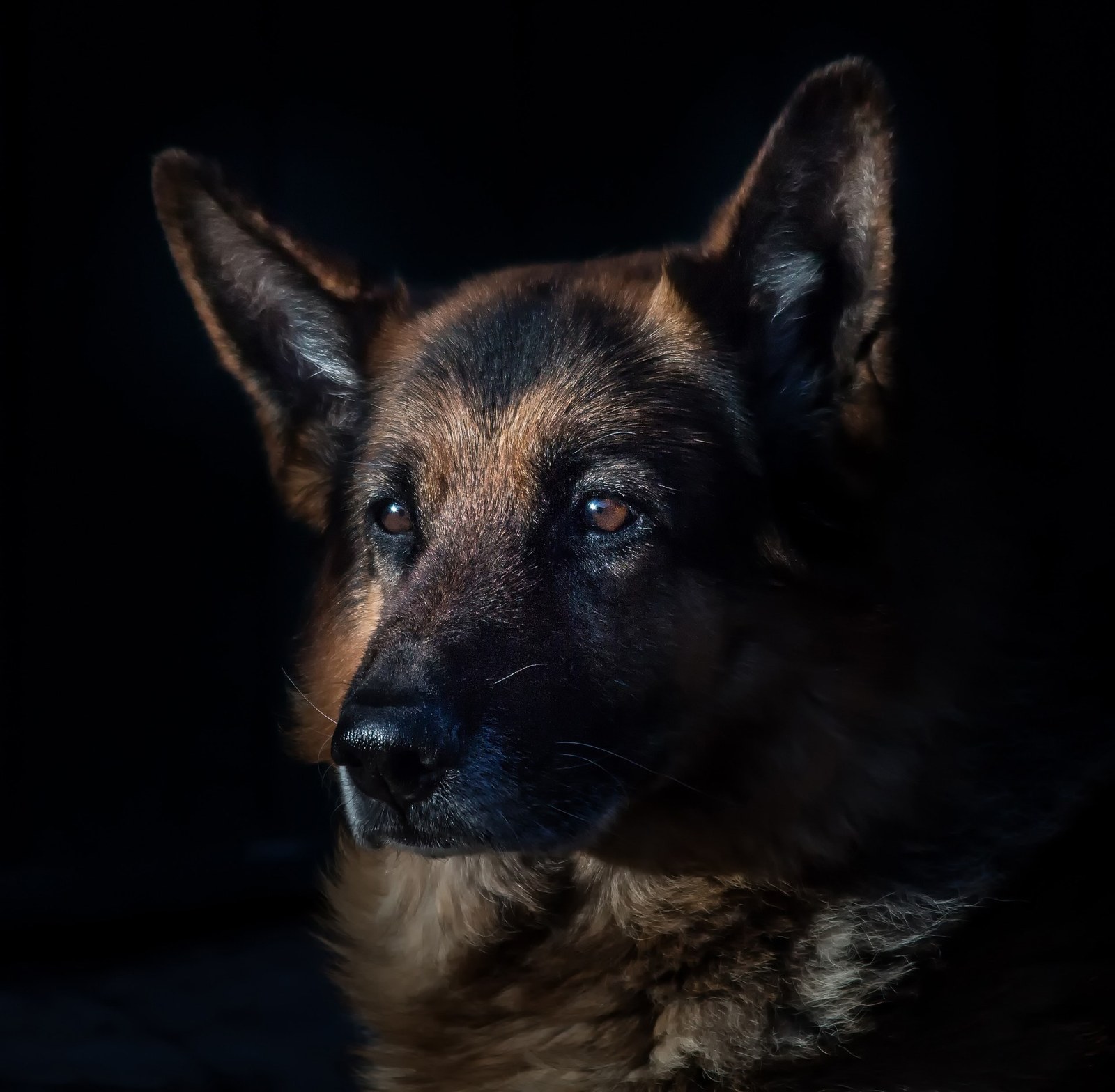 German Shepherd portrait