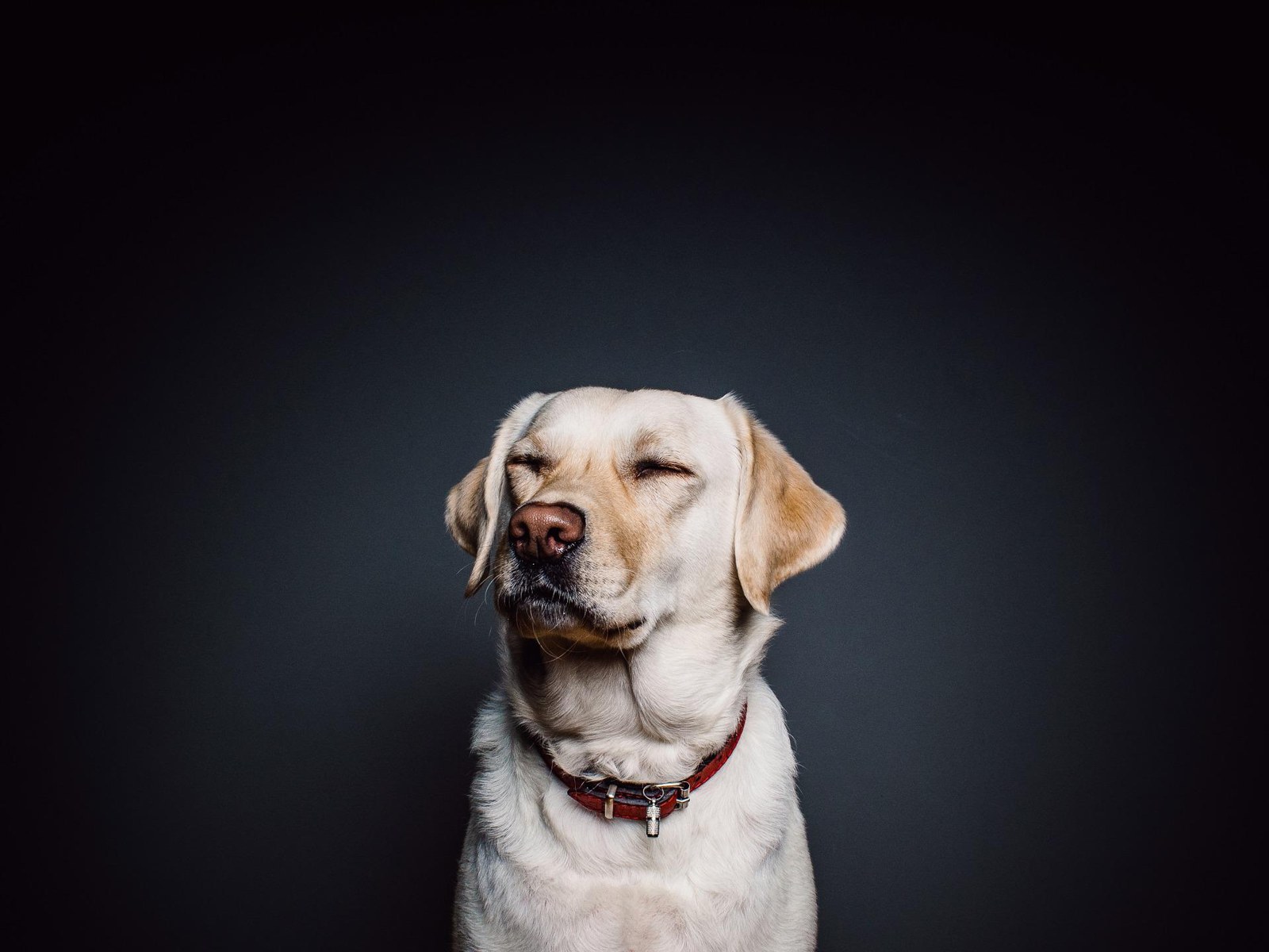 Yellow Labrador, everyday Pupwear look