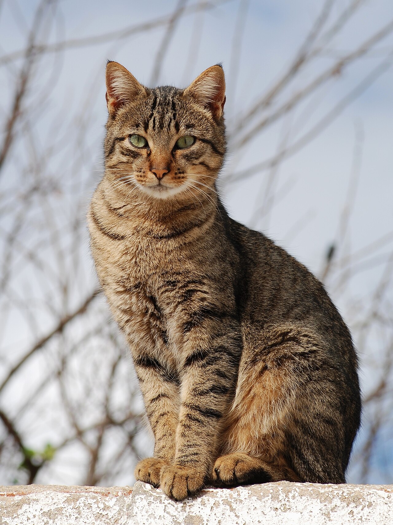A tabby cat looking toward the camera