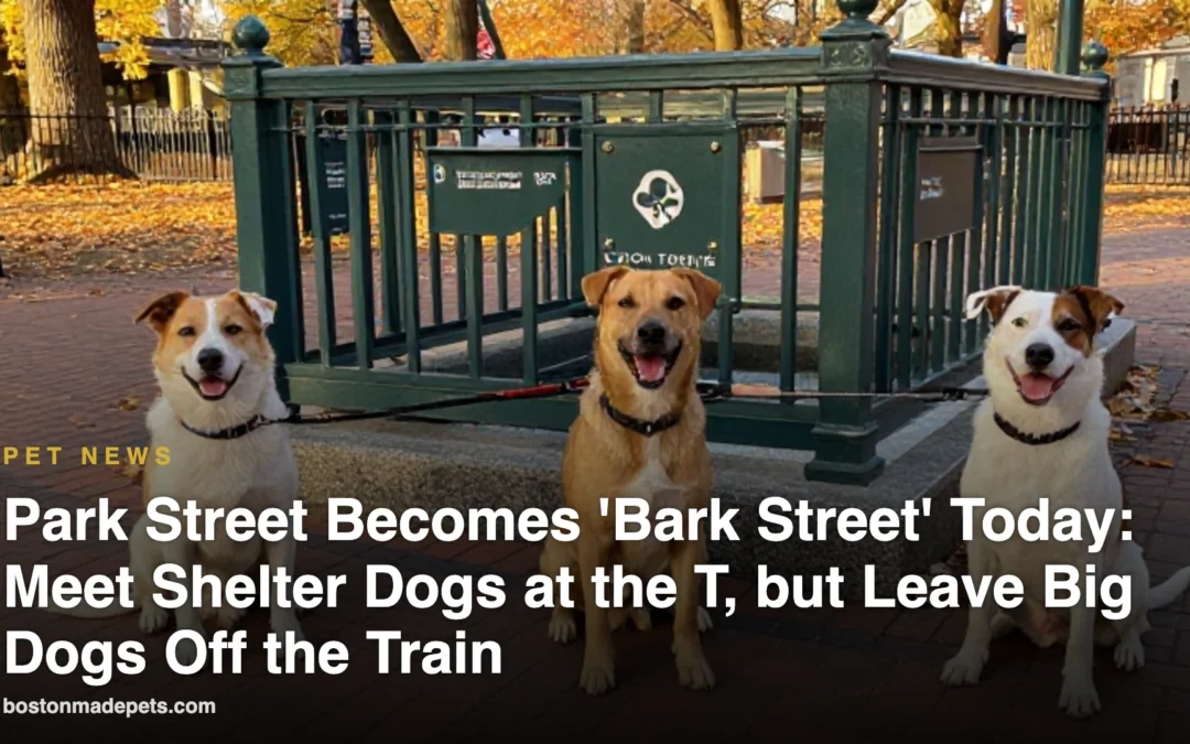 Park Street Becomes ‘Bark Street’ Today: Meet Shelter Dogs at the T, but Leave Big Dogs Off the Train