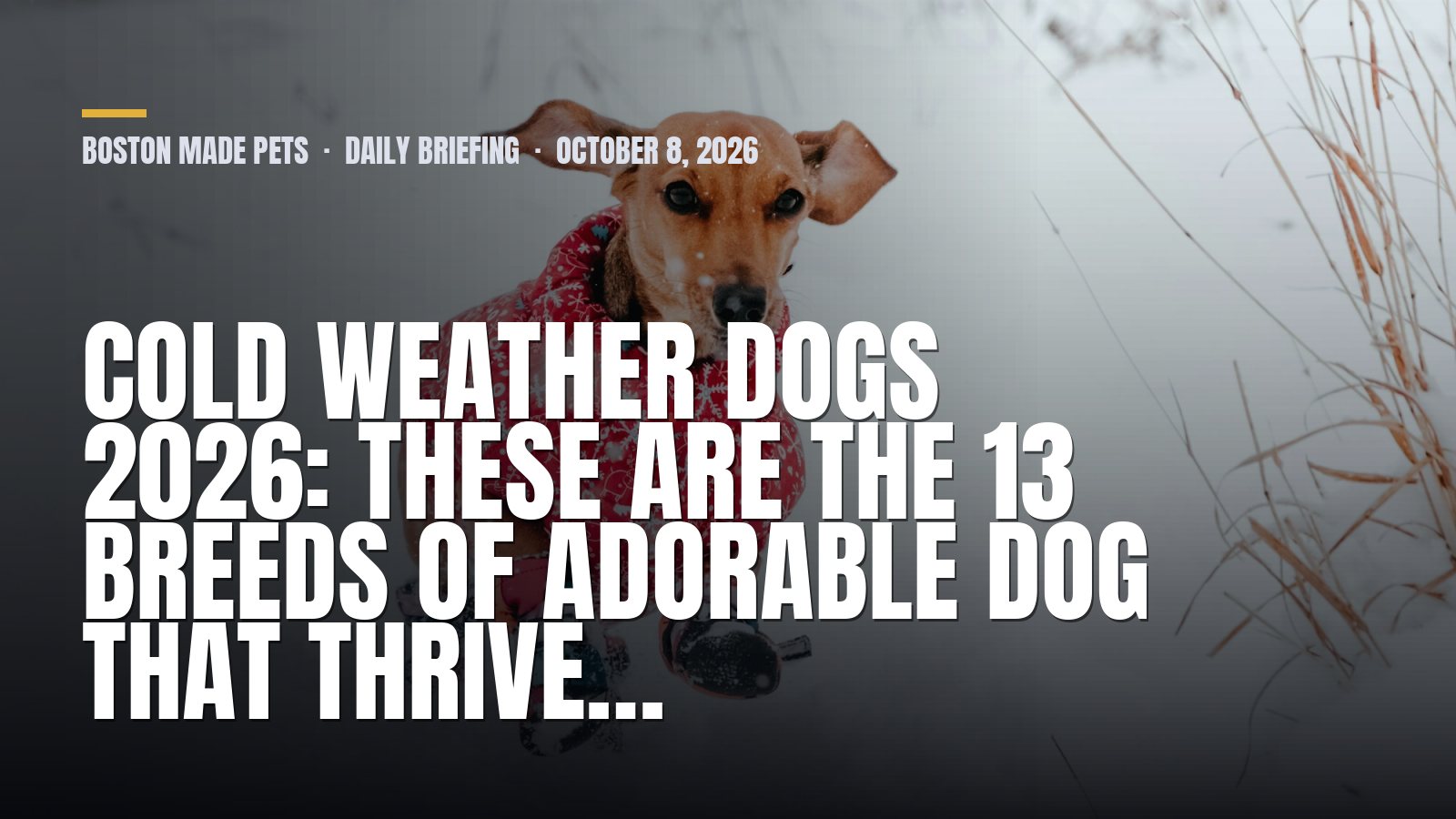 Boston Made Pets daily briefing: Cold Weather Dogs 2026: These are the 13 breeds of adorable dog that thrive…