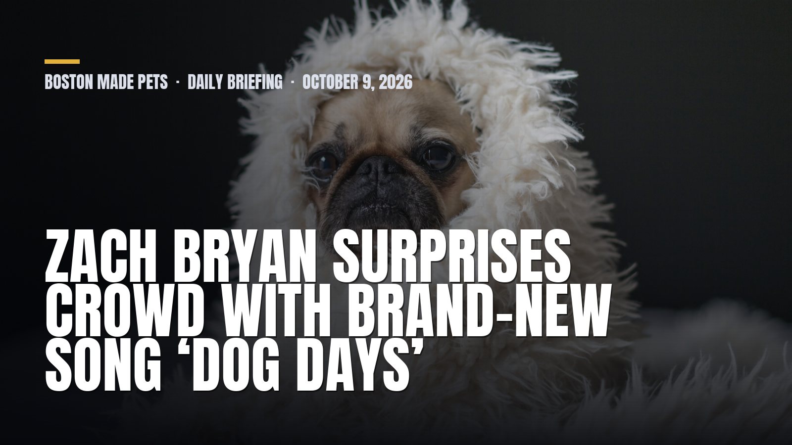 Boston Made Pets daily briefing: Zach Bryan Surprises Crowd With Brand-New Song ‘Dog Days’