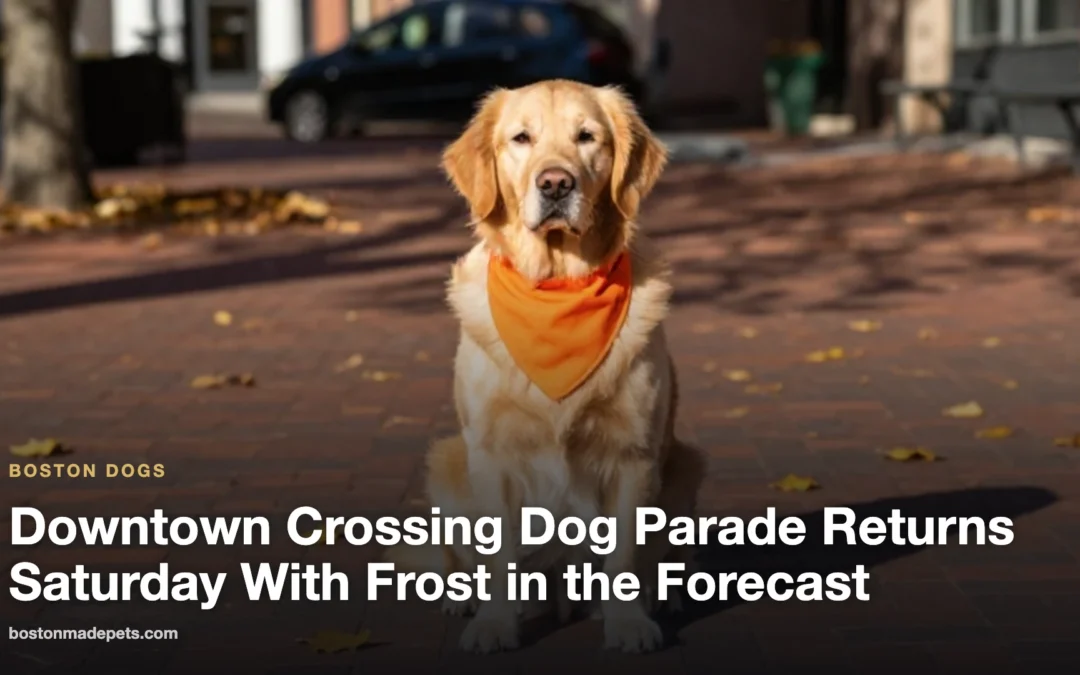 Downtown Crossing Dog Parade Returns Saturday With Frost in the Forecast