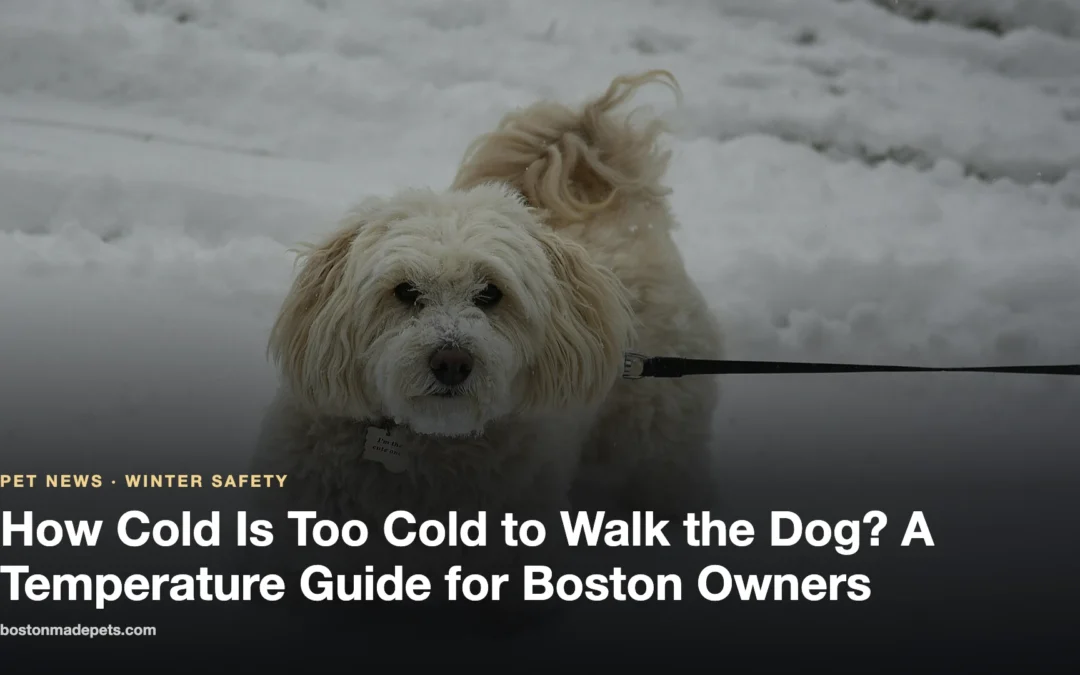 Noise Anxiety in Dogs: The Basics and When to Ask Your Vet