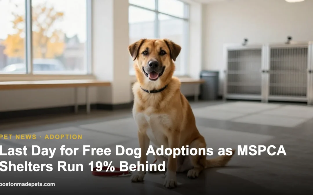 Last Day for Free Dog Adoptions as MSPCA Shelters Run 19% Behind